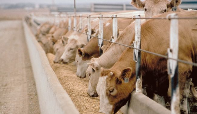 cows eating corn