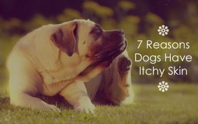 7 Reasons Dogs Have Itchy Skin