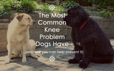 The Most Common Knee Problem Dogs Have