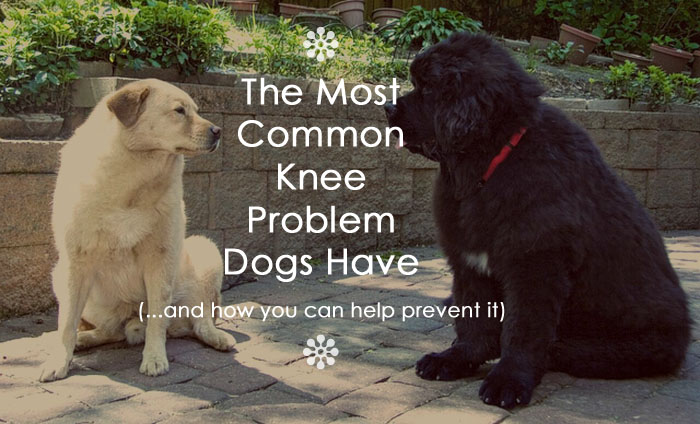 The Most Common Knee Problem Dogs Have