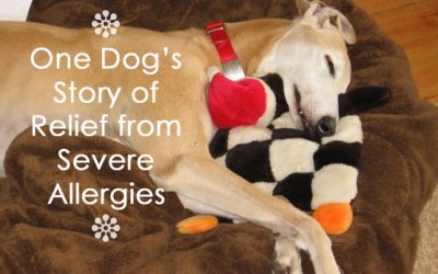 One Dog’s Story of Relief from Severe Allergies