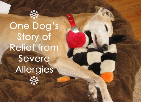 One Dog’s Story of Relief from Severe Allergies