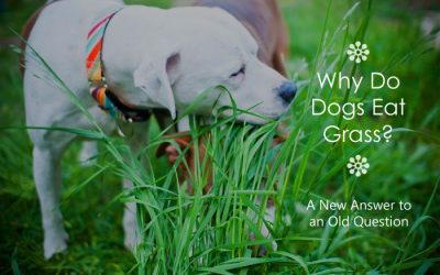 Why Do Dogs Eat Grass?