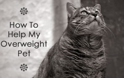 How To Help My Overweight Pet