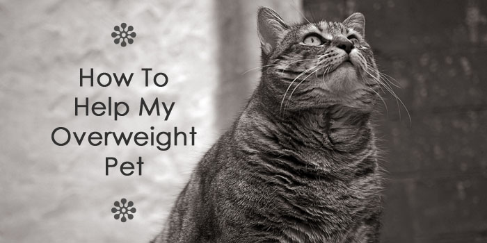 How To Help My Overweight Pet