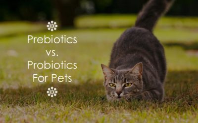 Prebiotics vs. Probiotics For Pets