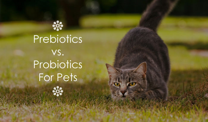 Cat hotsell probiotics canada