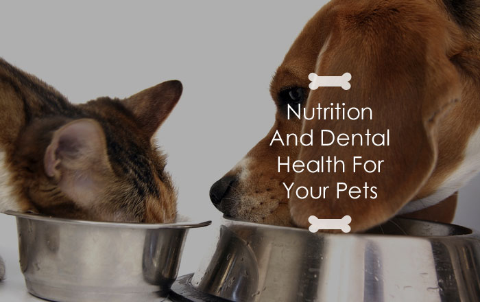 Nutrition And Dental Health For Your Pets