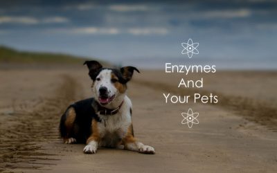 Enzymes And Your Pets