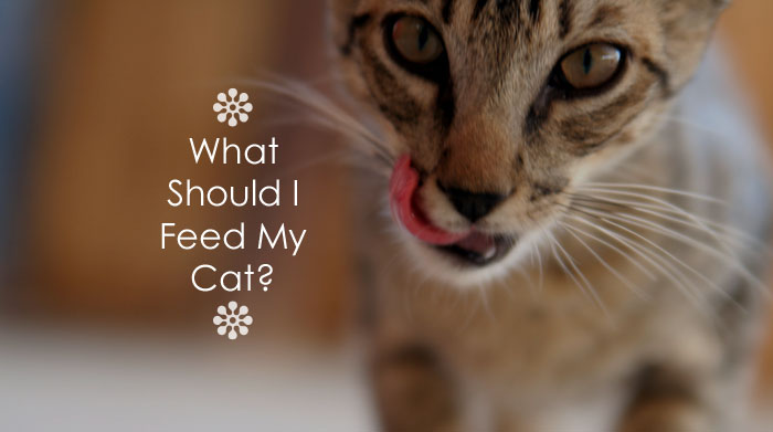 What Should I Feed My Cat?