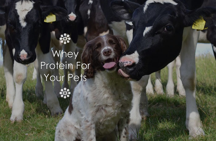 Whey Protein For Your Pets