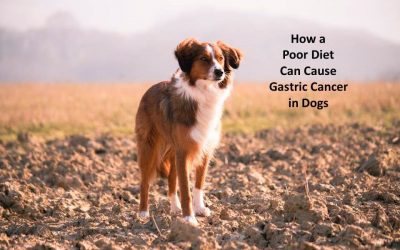 How Feeding Your Dog the Right Diet Can Avoid Gastric Cancer