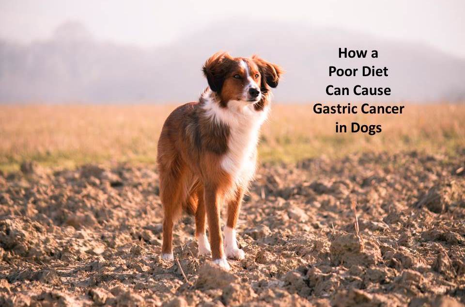 How Feeding Your Dog the Right Diet Can Avoid Gastric Cancer